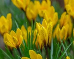 Crocus Korolkowii -Plants And Flowers Shop crocus korolkowii 2