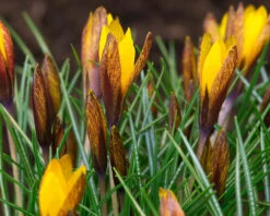 Crocus Korolkowii -Plants And Flowers Shop crocus korolkowii 4