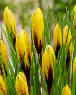 Crocus Korolkowii -Plants And Flowers Shop crocus korolkowii 5