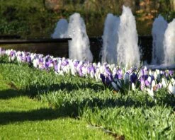 Crocus Collection 'Match Of The Day' -Plants And Flowers Shop crocus match of day 2