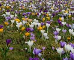 Plants And Flowers Shop -Plants And Flowers Shop crocus mixed 1