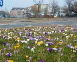 Crocus 'Mixed Colours' 13 Crocus 'Mixed Colours' -Plants And Flowers Shop crocus mixed 2