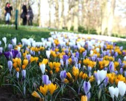 Crocus 'Mixed Colours' 12 Crocus 'Mixed Colours' -Plants And Flowers Shop crocus mixed 3 02ab09ca 596a 421d 88bc a524bc9e66aa