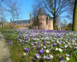 Crocus 'Mixed Colours' 15 Crocus 'Mixed Colours' -Plants And Flowers Shop crocus mixed 4