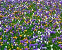 Crocus 'Mixed Colours' 16 Crocus 'Mixed Colours' -Plants And Flowers Shop crocus mixed 5