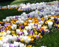 Crocus 'Mixed Colours' 17 Crocus 'Mixed Colours' -Plants And Flowers Shop crocus mixed 6