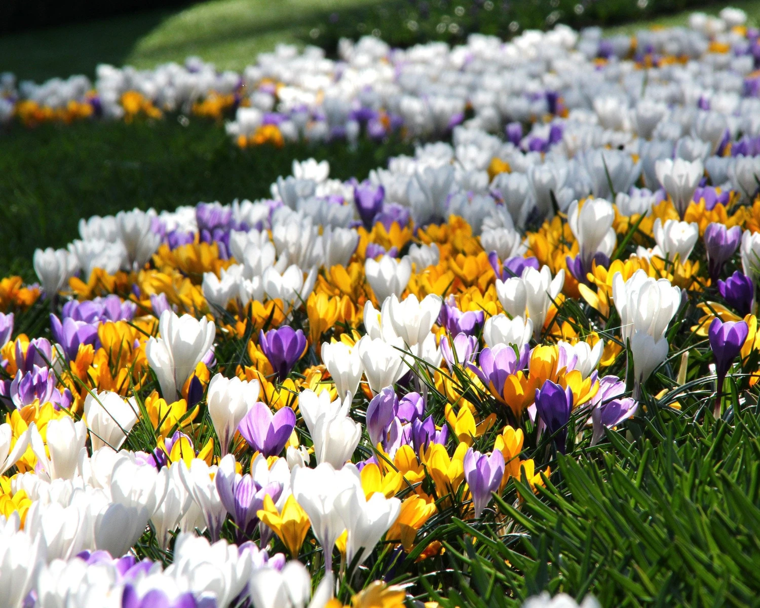 Crocus 'Mixed Colours' 9 Crocus 'Mixed Colours' - Image 9