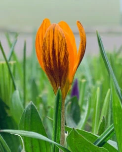 Crocus 'Orange Monarch' 13 Crocus 'Orange Monarch' -Plants And Flowers Shop crocus orange monarch 0