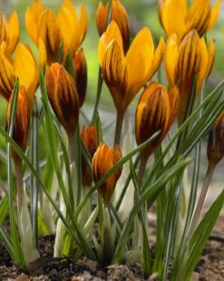 Plants And Flowers Shop -Plants And Flowers Shop crocus orange monarch 01
