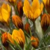 Crocus 'Orange Monarch'