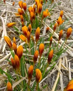 Crocus 'Orange Monarch' 16 Crocus 'Orange Monarch' -Plants And Flowers Shop crocus orange monarch 1