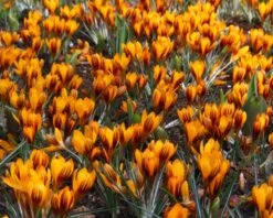 Crocus 'Orange Monarch' 12 Crocus 'Orange Monarch' -Plants And Flowers Shop crocus orange monarch 2