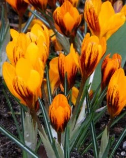 Crocus 'Orange Monarch' 15 Crocus 'Orange Monarch' -Plants And Flowers Shop crocus orange monarch 3