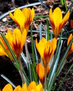 Crocus 'Orange Monarch' 17 Crocus 'Orange Monarch' -Plants And Flowers Shop crocus orange monarch 4