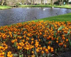 Crocus 'Orange Monarch' 11 Crocus 'Orange Monarch' -Plants And Flowers Shop crocus orange monarch 5