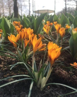 Crocus 'Orange Monarch' 14 Crocus 'Orange Monarch' -Plants And Flowers Shop crocus orange monarch 6
