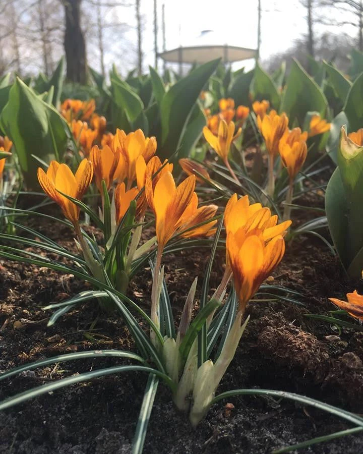 Crocus 'Orange Monarch' 6 Crocus 'Orange Monarch' - Image 6