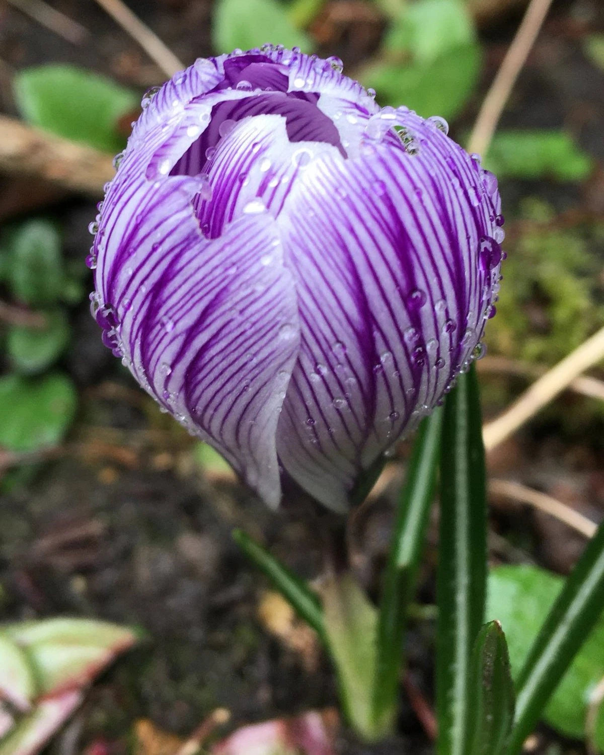 Crocus 'Pickwick' 8 Crocus 'Pickwick' - Image 8