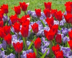 Crocus 'Pickwick' 10 Crocus 'Pickwick' -Plants And Flowers Shop crocus pickwick 2