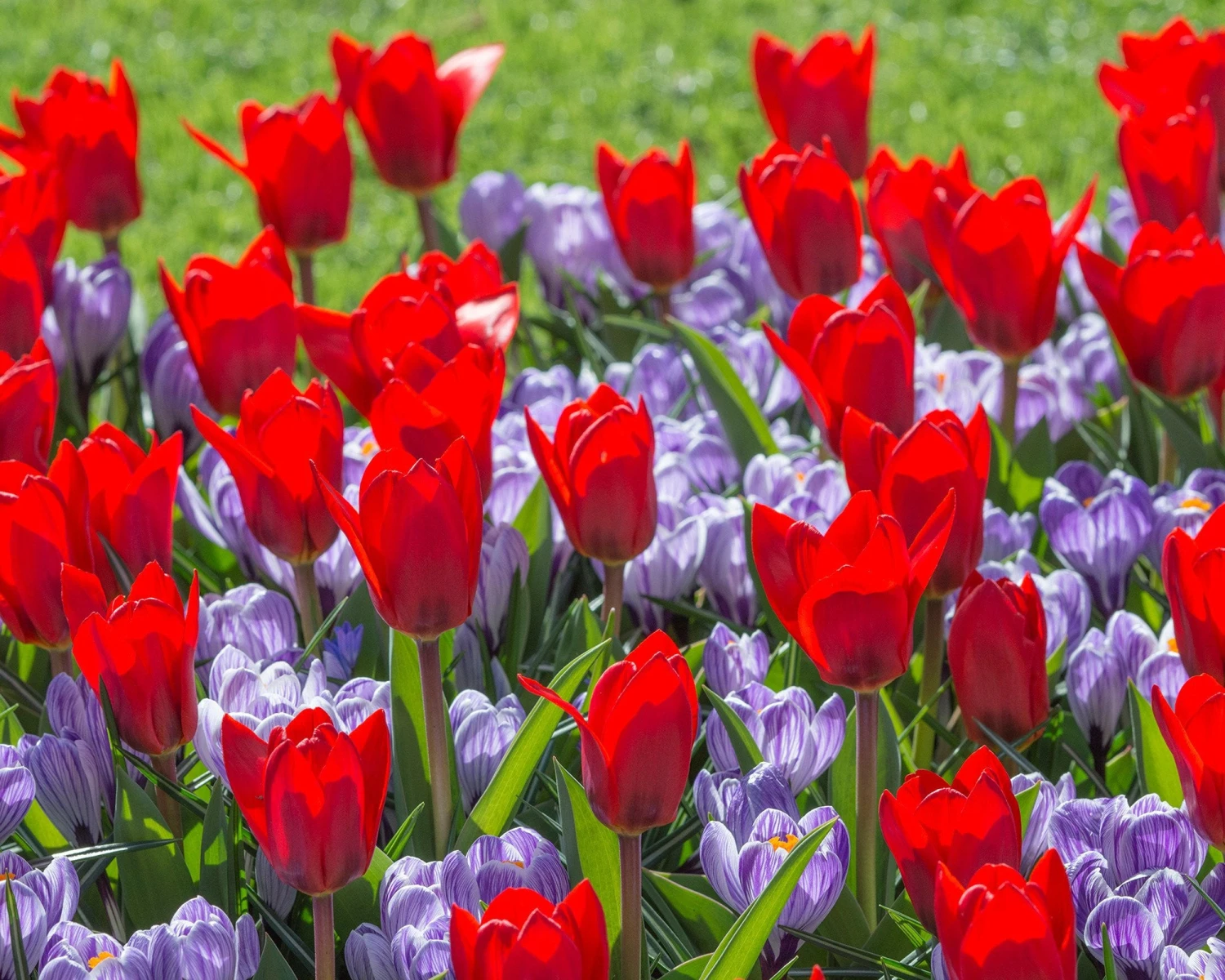 Crocus 'Pickwick' 3 Crocus 'Pickwick' - Image 3