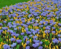 Crocus 'Pickwick' 12 Crocus 'Pickwick' -Plants And Flowers Shop crocus pickwick 4