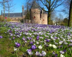 Crocus 'Pickwick' 14 Crocus 'Pickwick' -Plants And Flowers Shop crocus pickwick 5