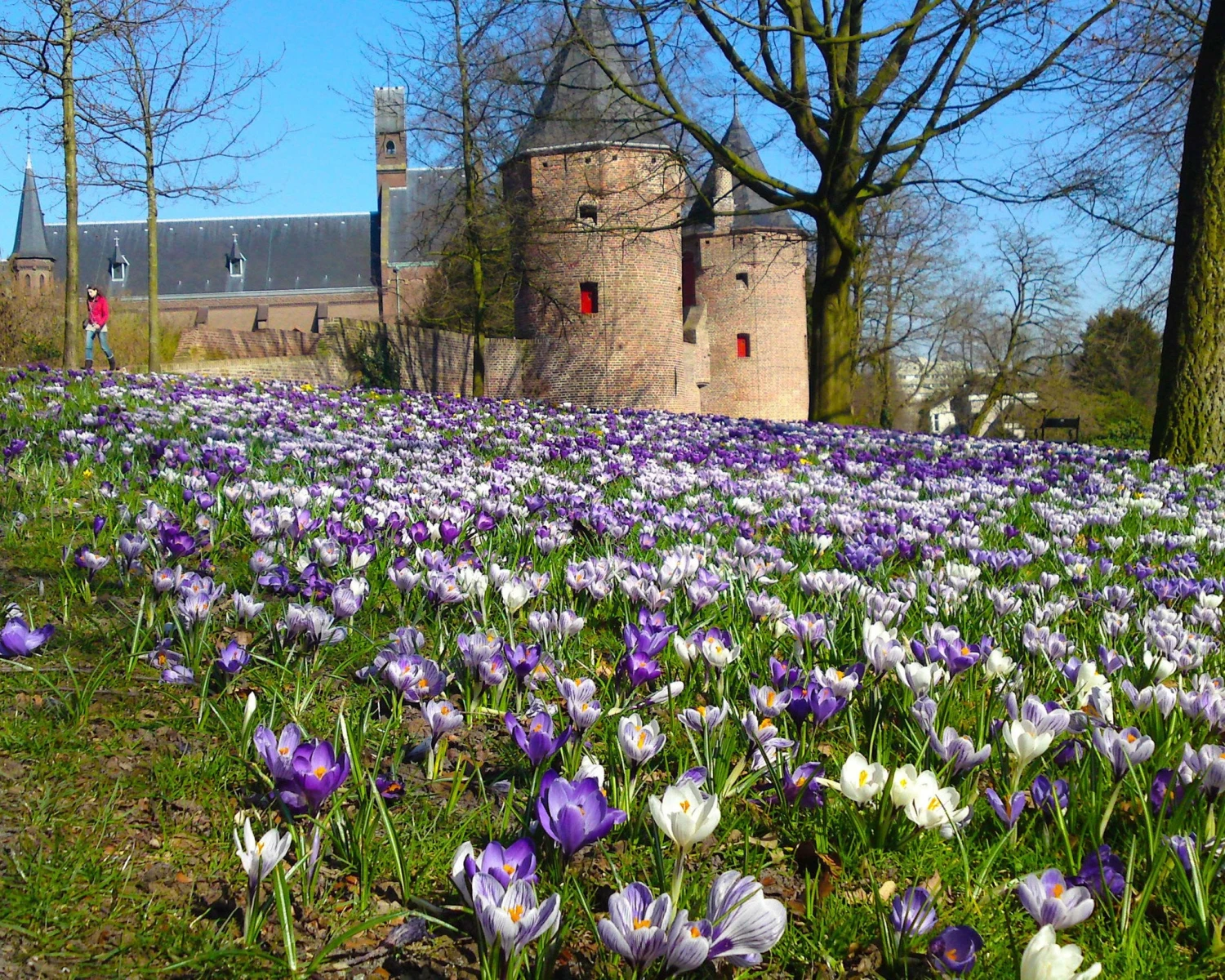 Crocus 'Pickwick' 7 Crocus 'Pickwick' - Image 7