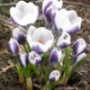 Crocus 'Prins Claus'
