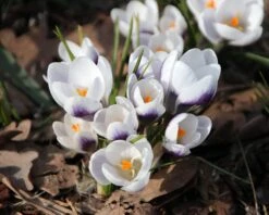 Crocus 'Prins Claus' -Plants And Flowers Shop crocus prins claus 1