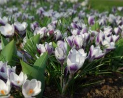 Crocus 'Prins Claus' -Plants And Flowers Shop crocus prins claus 2