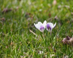 Crocus 'Prins Claus' -Plants And Flowers Shop crocus prins claus 3