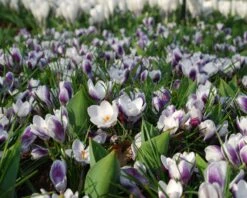 Crocus 'Prins Claus' -Plants And Flowers Shop crocus prins claus 4