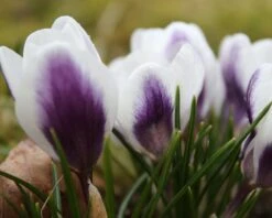 Crocus 'Prins Claus' -Plants And Flowers Shop crocus prins claus 5