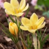 Crocus 'Romance'