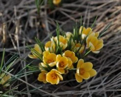 Crocus 'Romance' 10 Crocus 'Romance' -Plants And Flowers Shop crocus romance 1 341efd5a 401b 4d9e bed1 3b78acbc9c4c