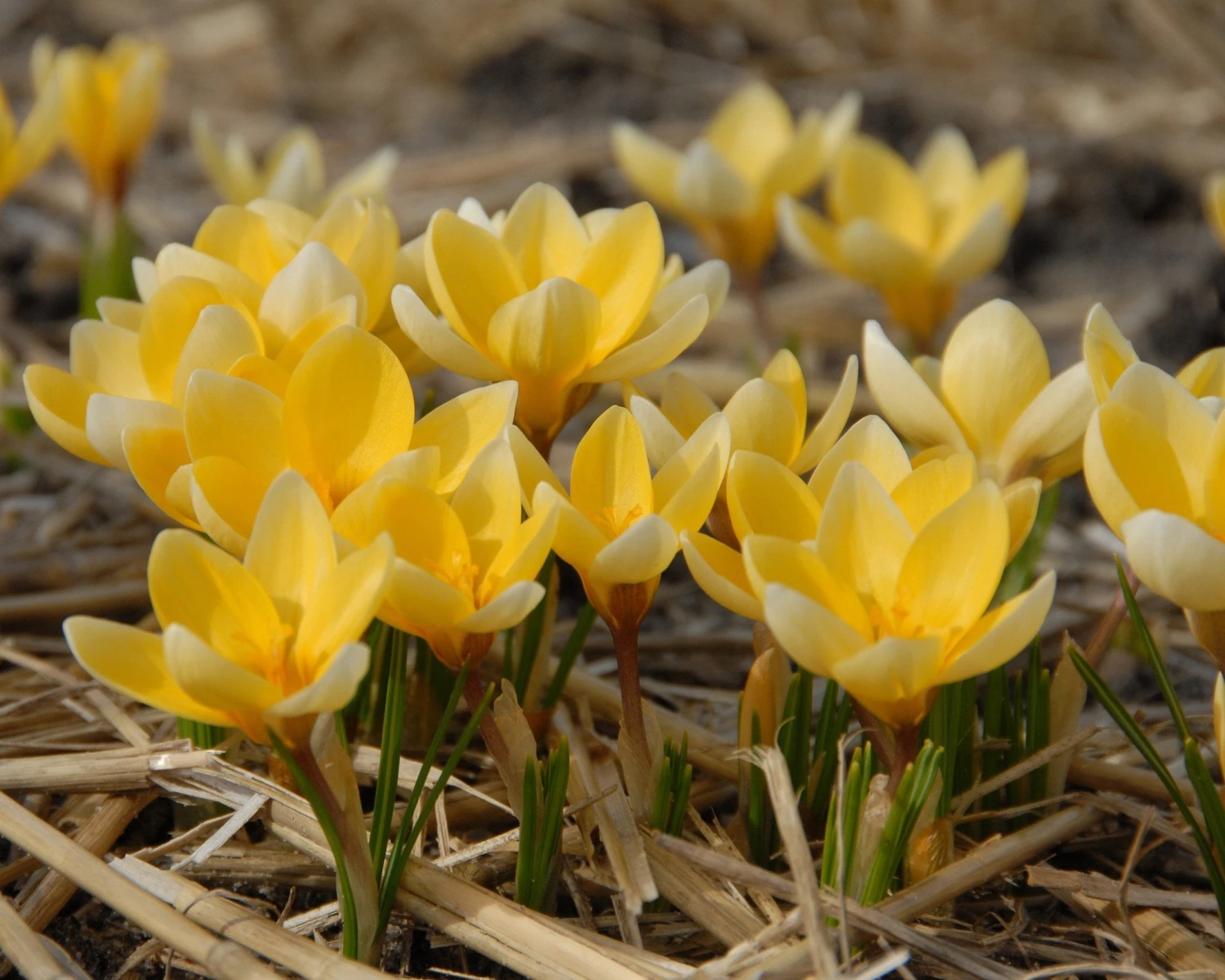 Crocus 'Romance' 2 Crocus 'Romance' - Image 2