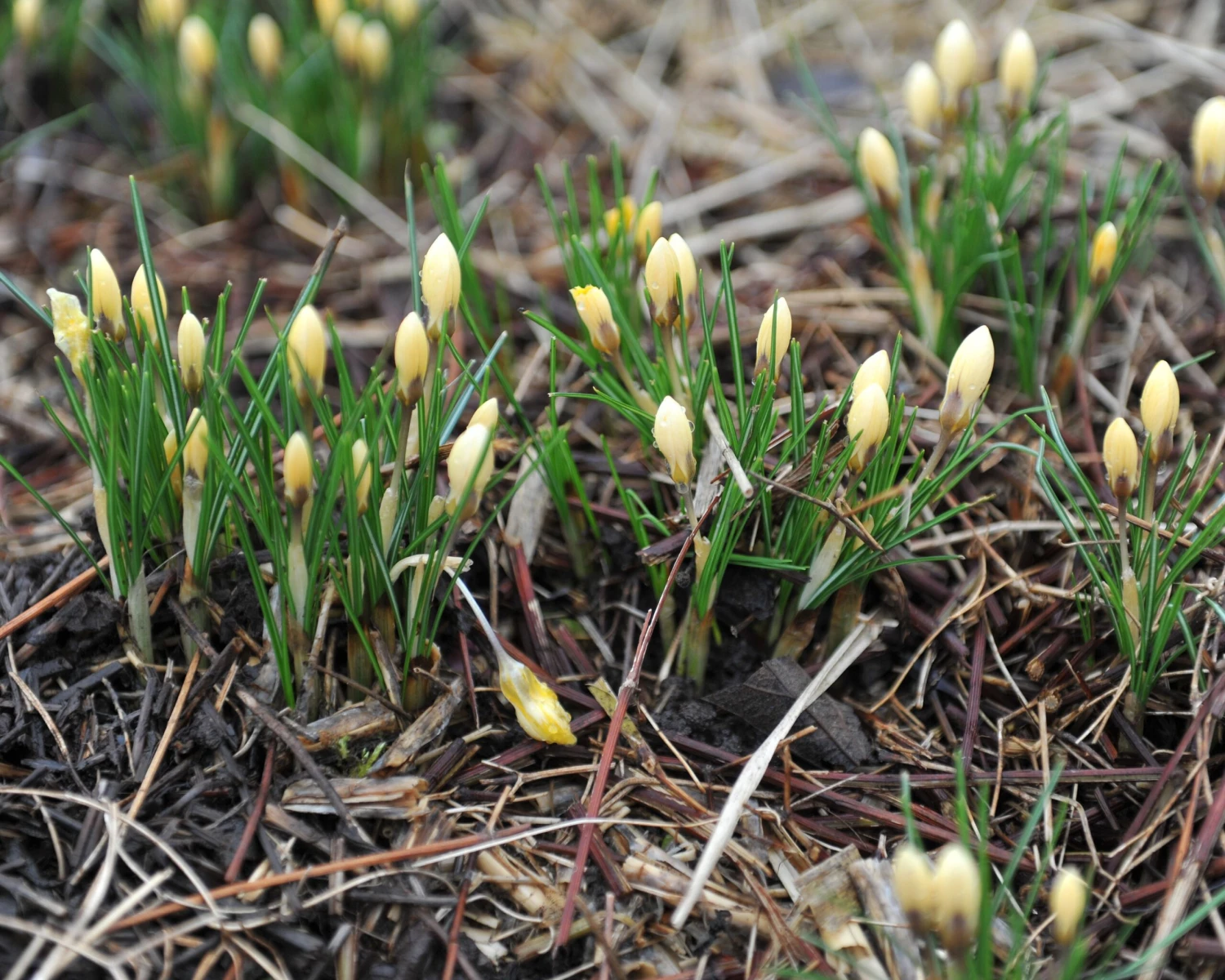 Crocus 'Romance' 7 Crocus 'Romance' - Image 7