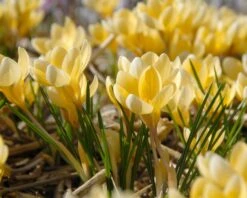 Crocus 'Romance' 9 Crocus 'Romance' -Plants And Flowers Shop crocus romance 4