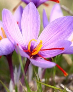 New Products 7 Crocus Sativus