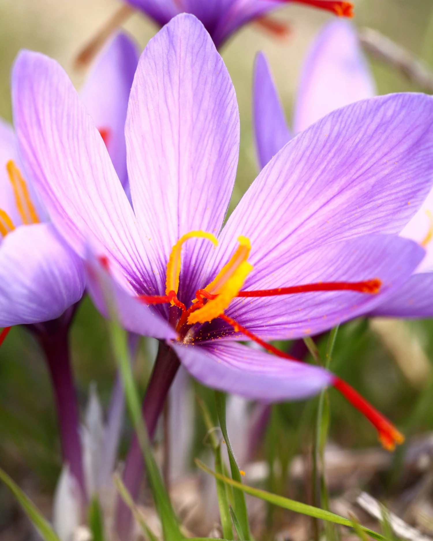 Crocus Sativus