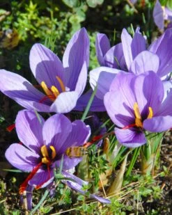 Crocus Sativus -Plants And Flowers Shop crocus sativus 1