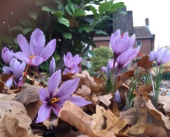 Crocus Sativus -Plants And Flowers Shop crocus sativus 4