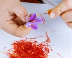 Crocus Sativus -Plants And Flowers Shop crocus sativus bulbs 0