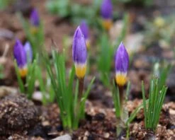 Crocus Sieberi 'Tricolor' -Plants And Flowers Shop crocus sieberi tricolor 3