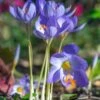 Crocus Speciosus