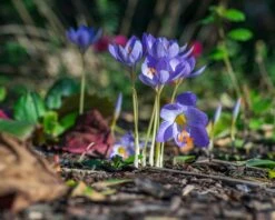Crocus Speciosus -Plants And Flowers Shop crocus speciosus 5