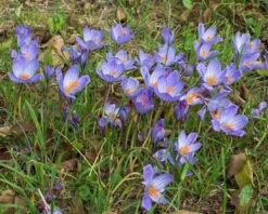 Crocus Speciosus -Plants And Flowers Shop crocus speciousus 3