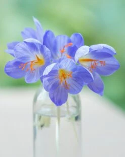 Crocus Speciosus -Plants And Flowers Shop crocus speciousus 4