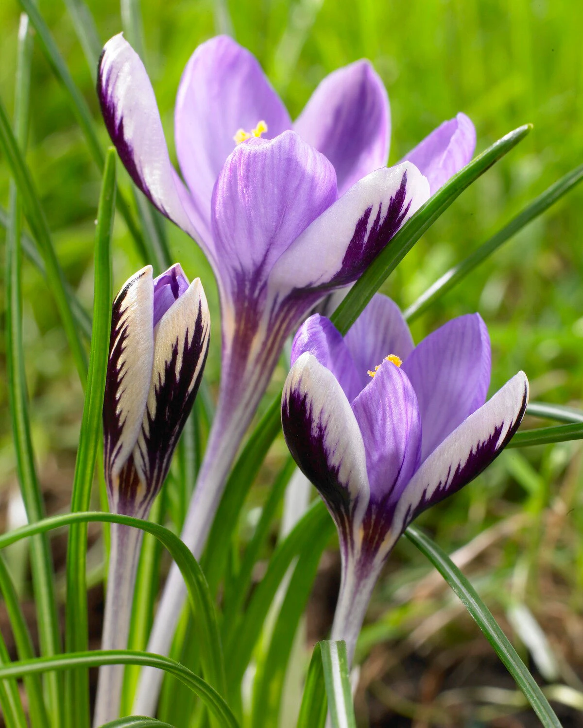 Crocus 'Spring Beauty' 1 Crocus 'Spring Beauty'