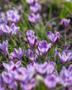 Crocus 'Spring Beauty' 16 Crocus 'Spring Beauty' -Plants And Flowers Shop crocus spring beauty 6